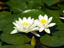275px-nymphaea_alba_26-8-2007_15-13-19.jpg