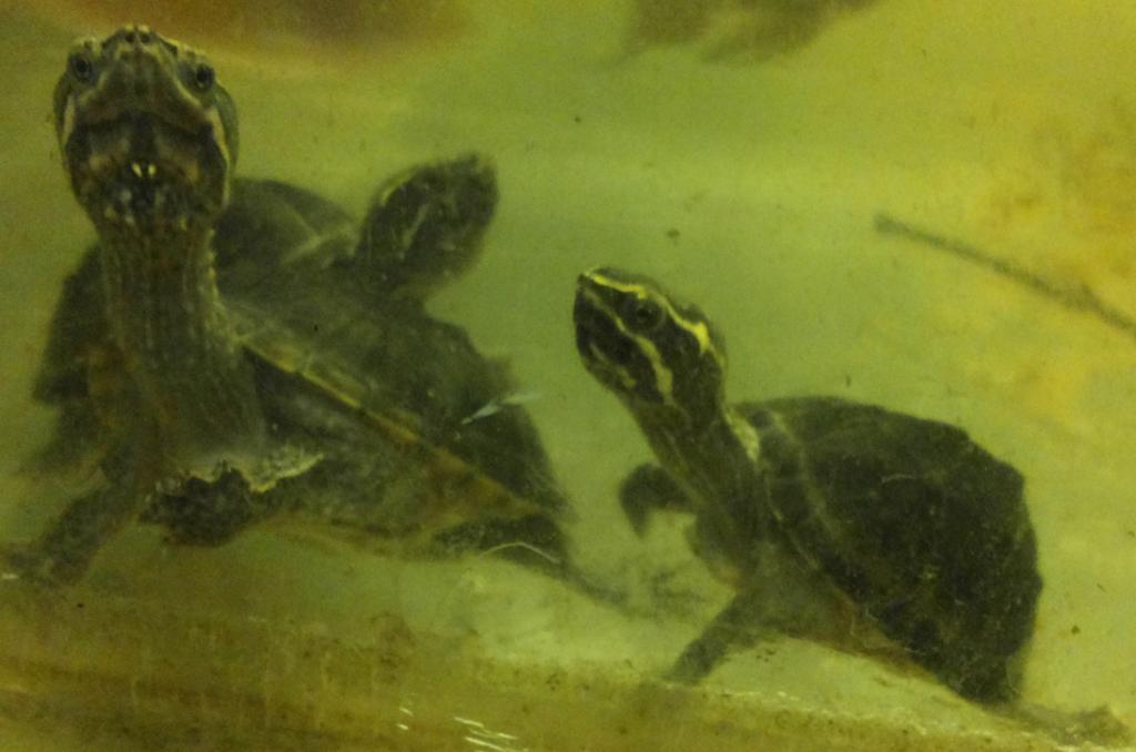 v_092.jpg