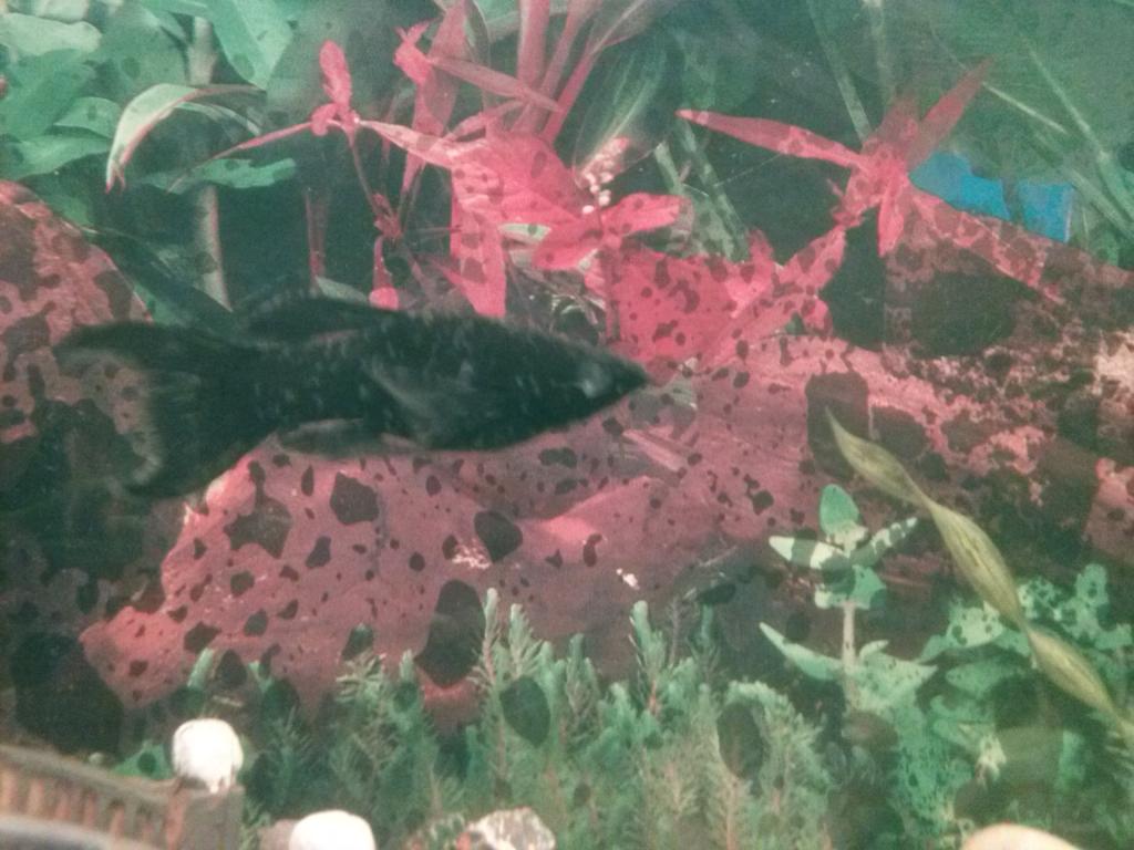 mollinezia