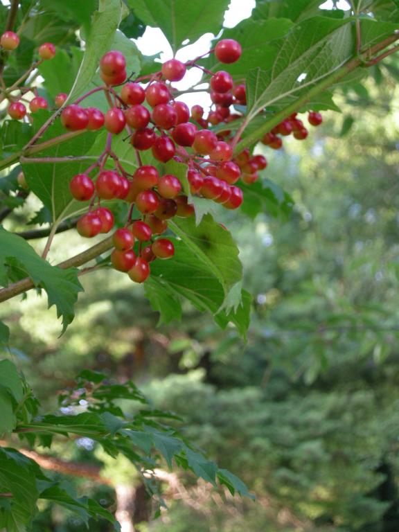 dscn2362.jpg