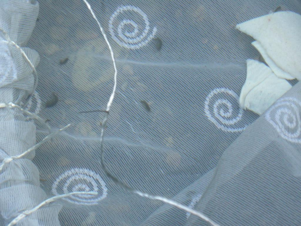 dscn2368.jpg
