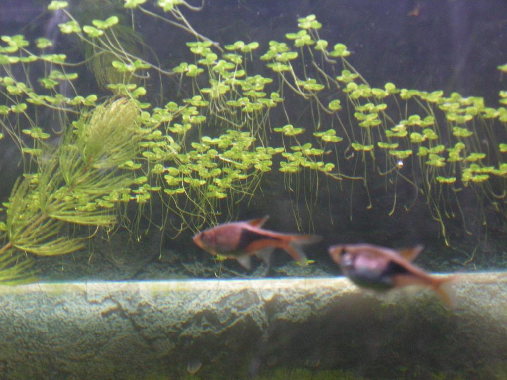 dscn2404.jpg