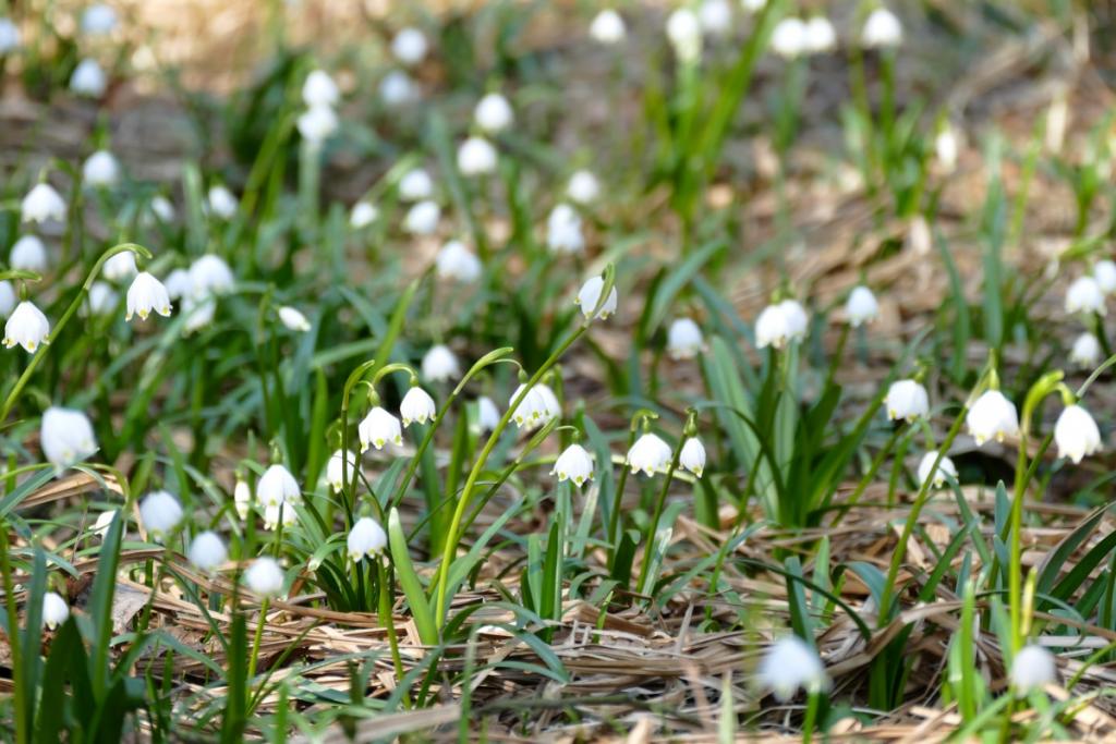spring_1.jpg