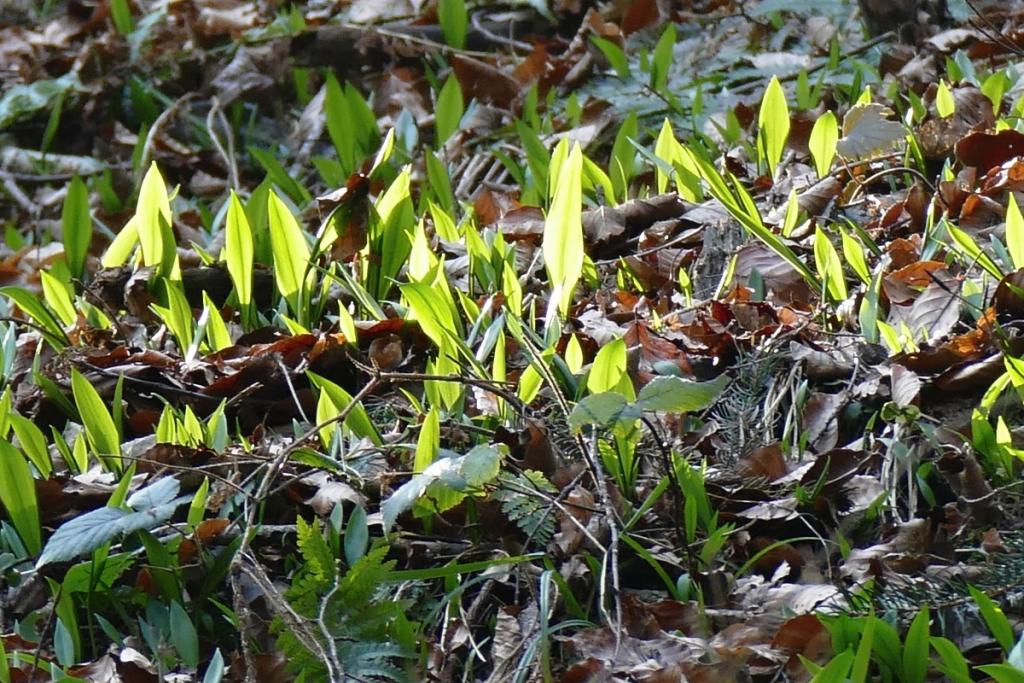 spring_2.jpg