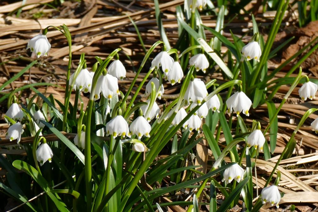 spring_4.jpg