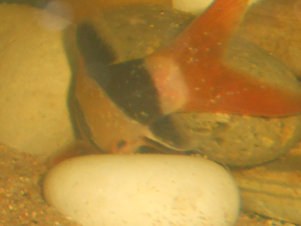 rscn0791.jpg