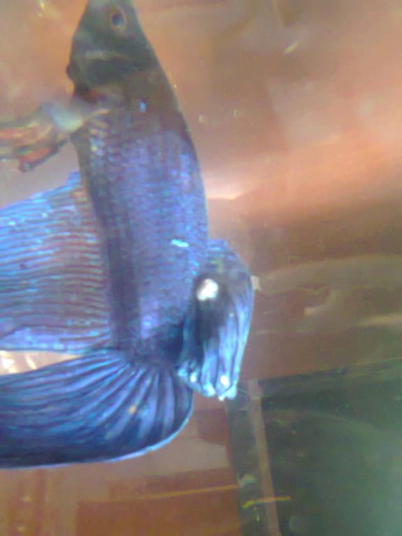 foto0122.jpg