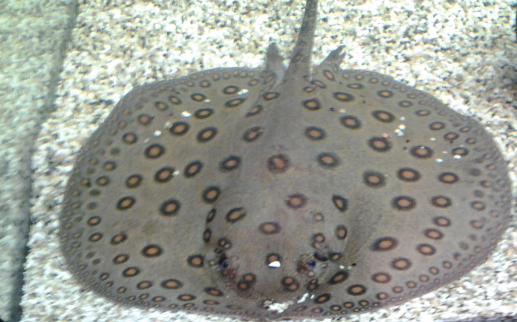guitarfish.jpg