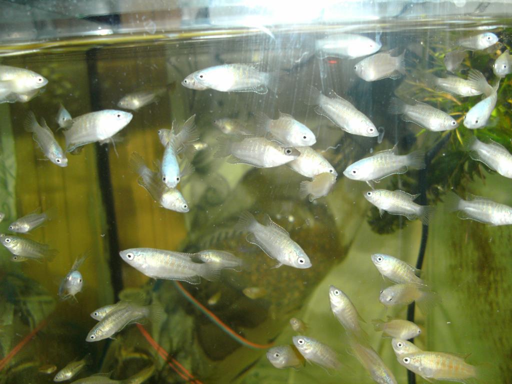 pict2459.jpg