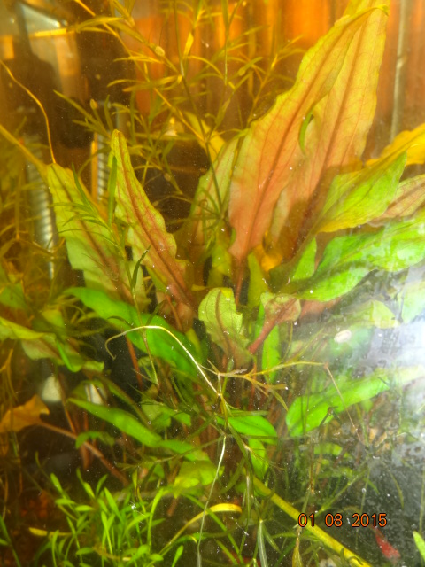 akvarium_004.jpg