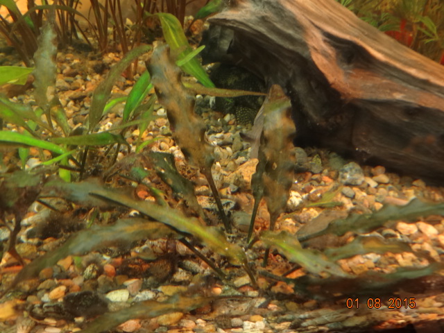 akvarium_012.jpg