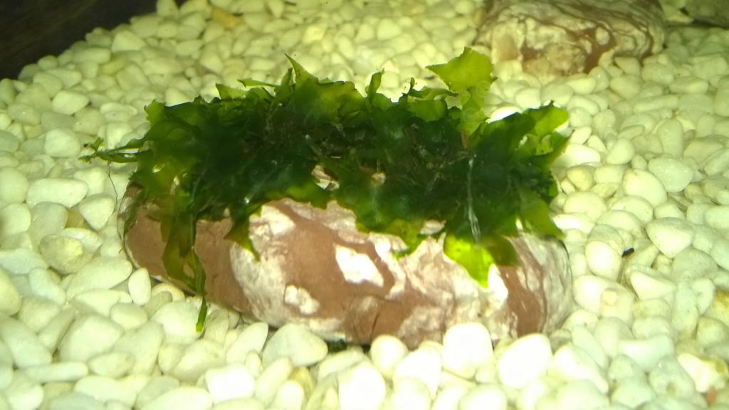 wp_20151225_16_16_08_pro.jpg