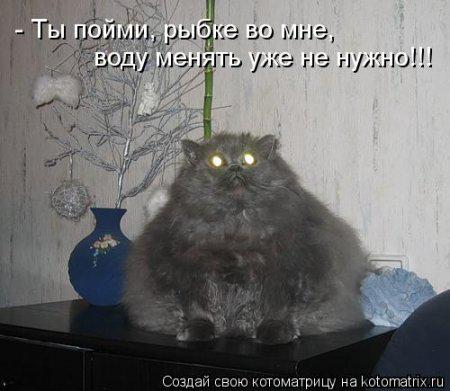 kot-akvarium.jpg