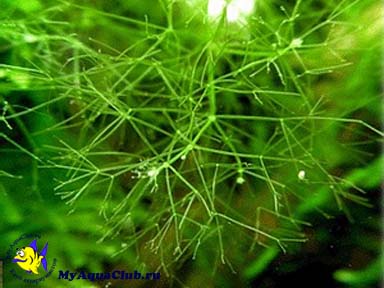 nitella_flexilis_04.jpg