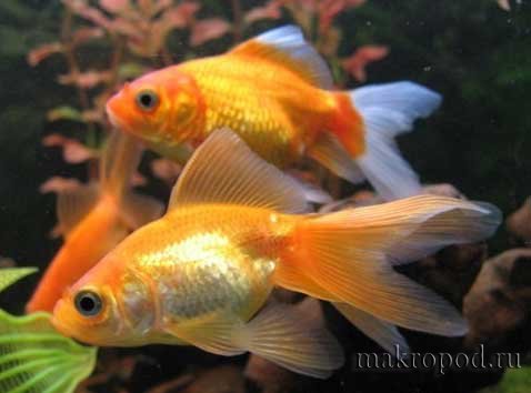 1285778150_773308_dimness-eye-of-fish.jpg