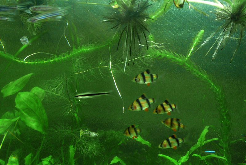 barbusy-danio-sae-korni_giacinta_0.jpg