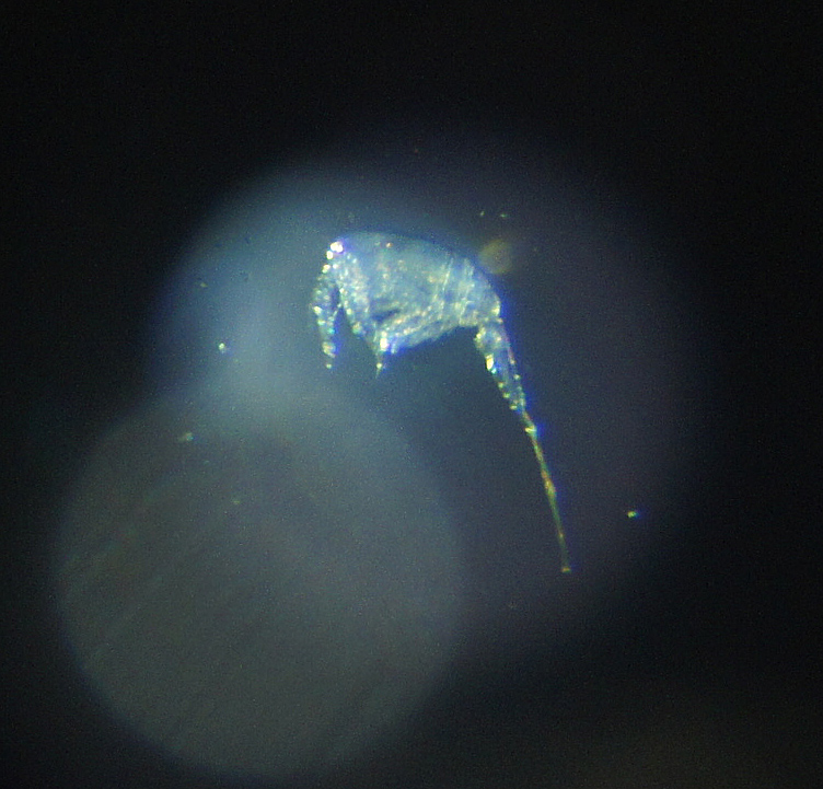 dsc07335.jpg