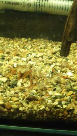 iz_telefona_2461.jpg