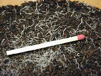 nematoda.jpg