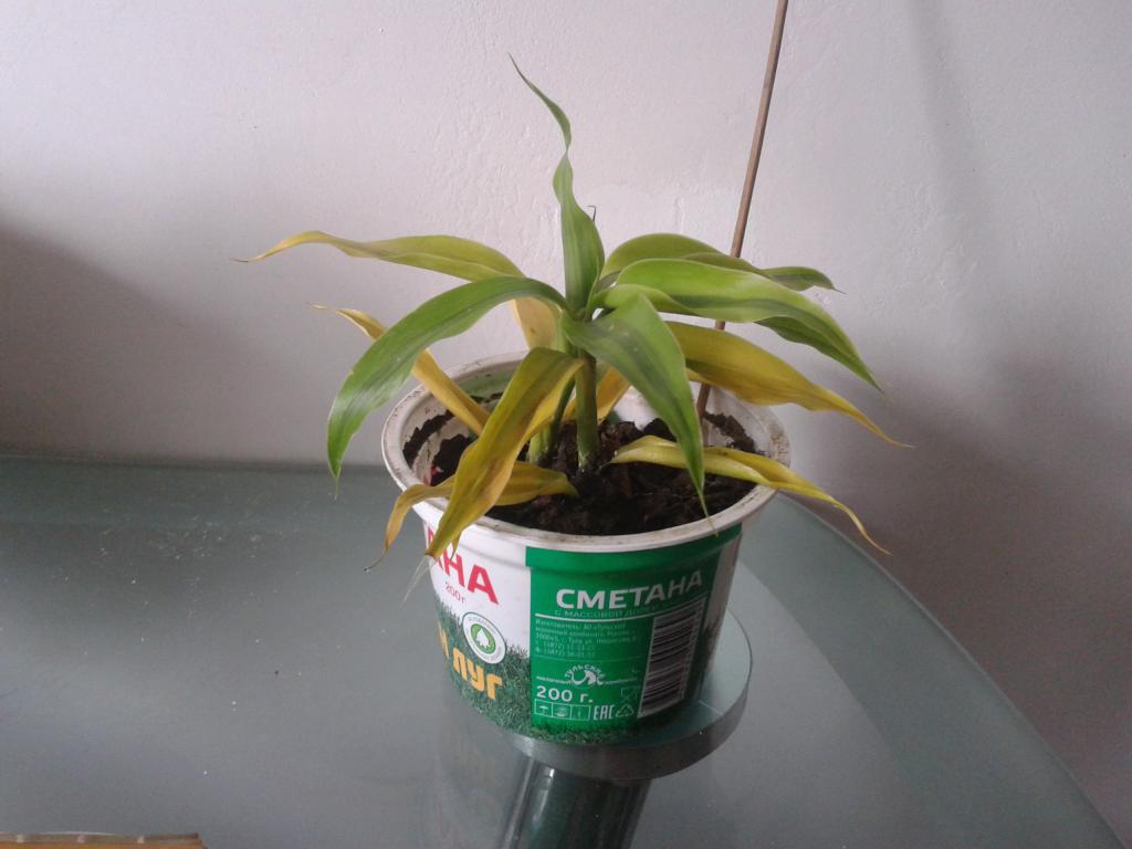 dracena.jpg