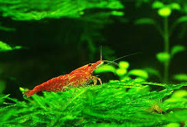 images_2.jpg