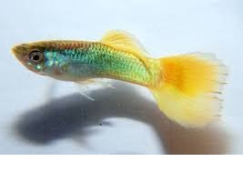skachannye_fayly.jpg