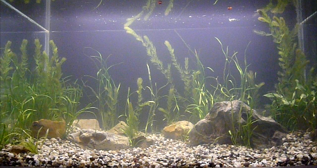 akvarium_dlya_karasey_1.png