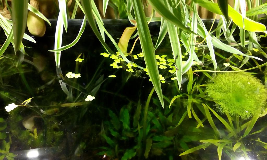 akvarium_s_plansheta_075.jpg