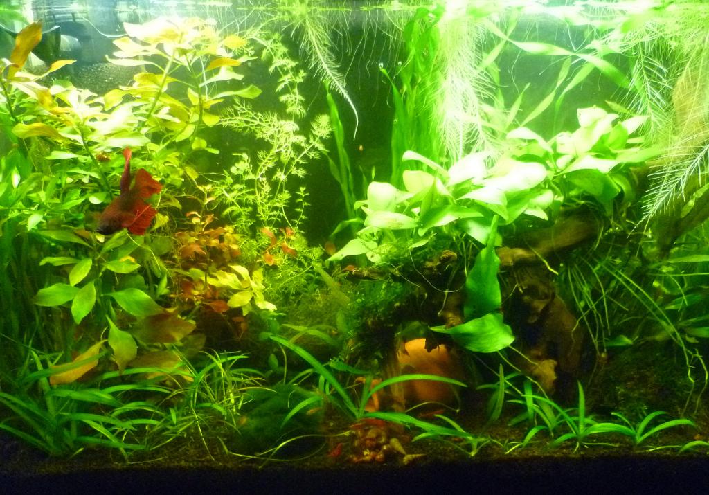 uzhin_v_akvariumah_025.jpg