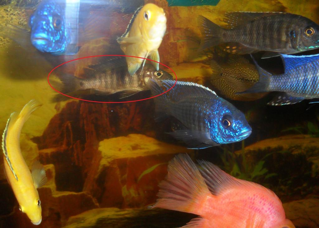 sdc15816.jpg