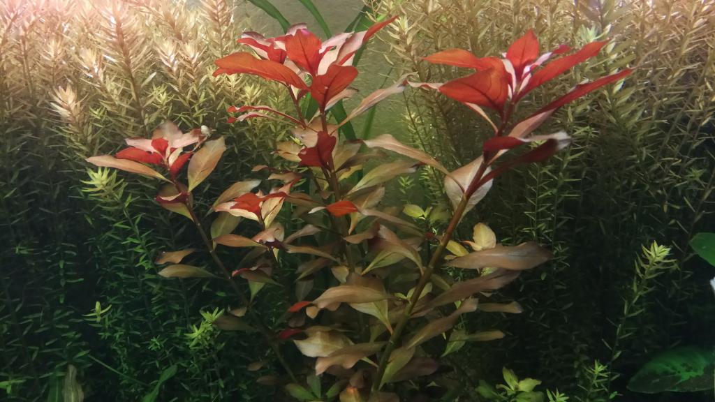ludwigia_polzychaya_1.jpg