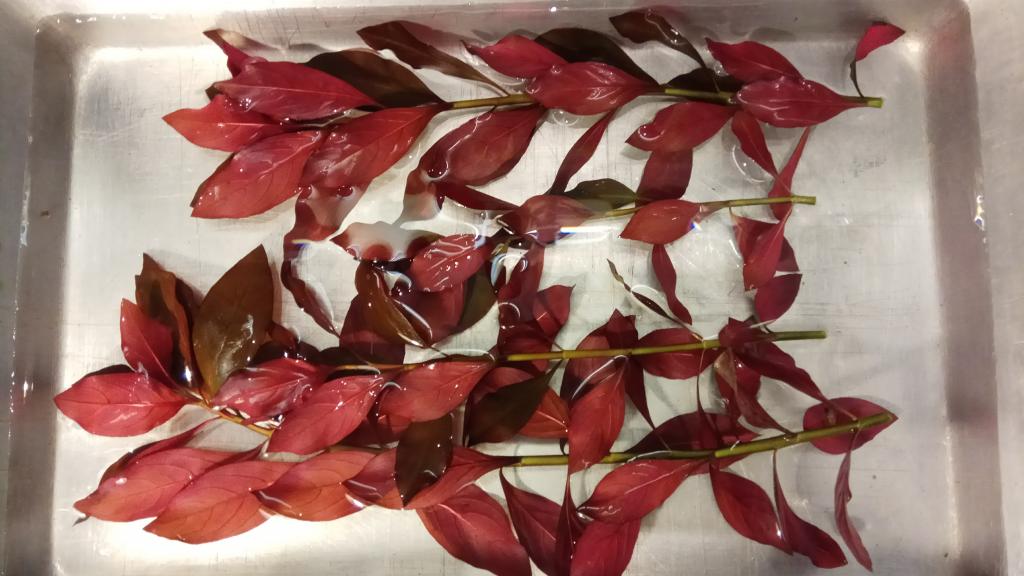 ludwigia_polzychaya_2.jpg