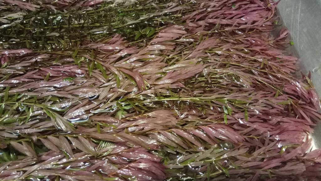 rotala_indica_3.jpg