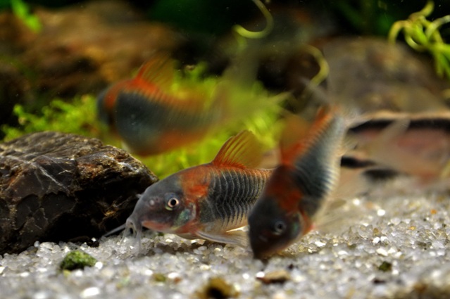 corydoras_venezuelanus.jpg