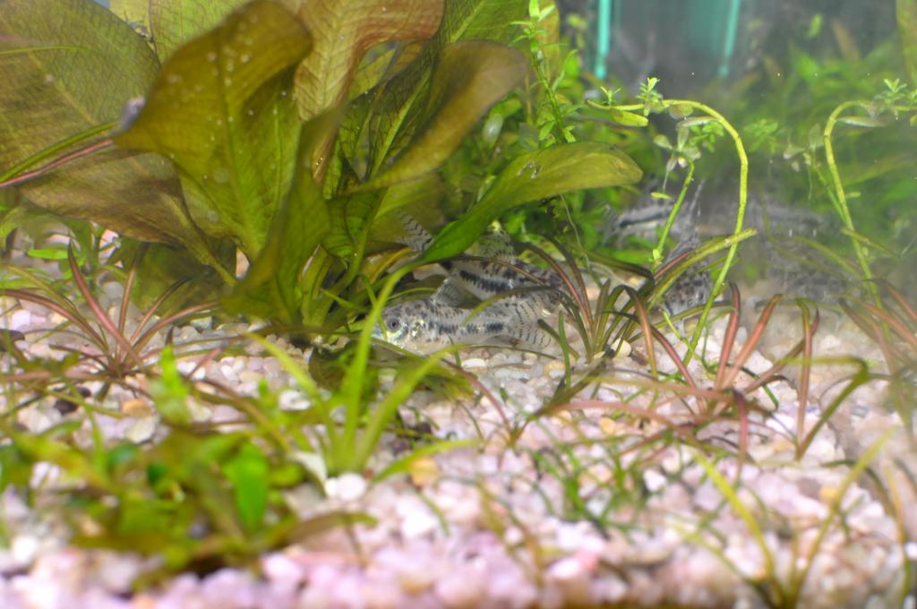 habrosus_0.jpg