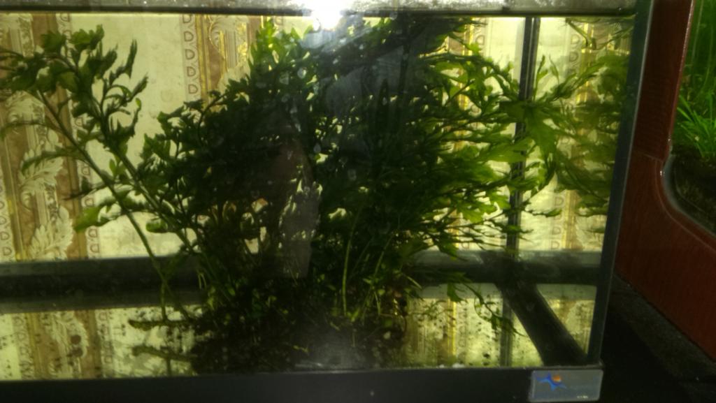 bolbitis_heudelotii.jpg
