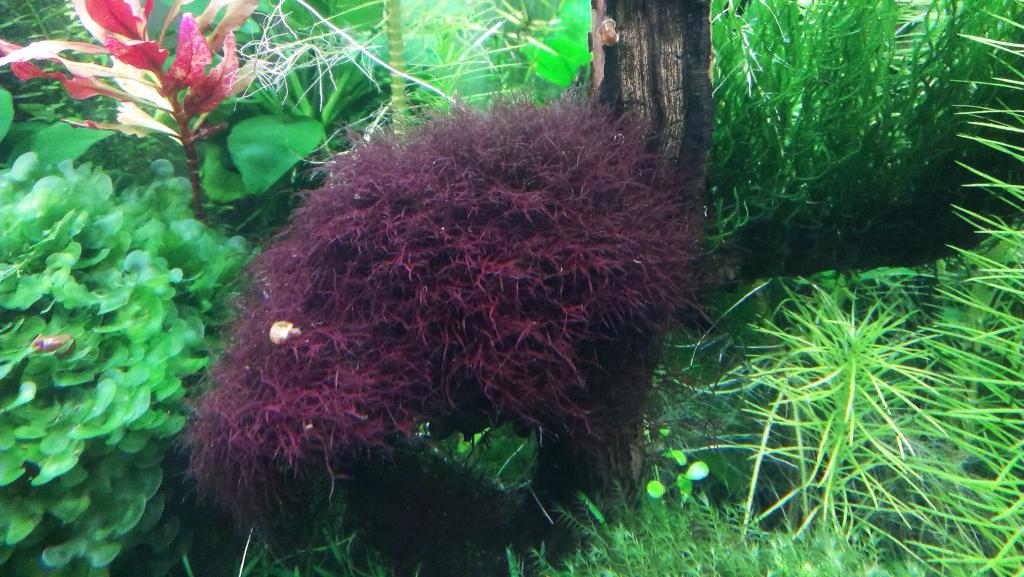 caloglossa_beccarii.jpg
