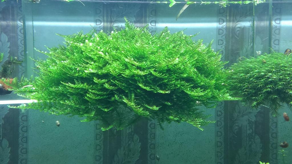 christmas_moss.jpg
