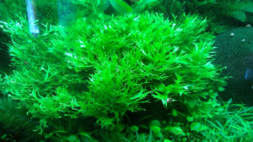 microsorum_pteropus_windelov.jpg