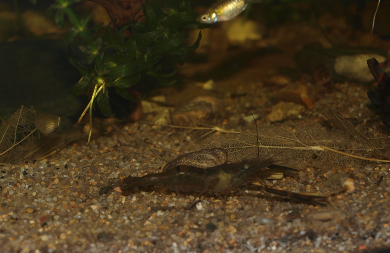 p2099142_cr.jpgev_.jpg
