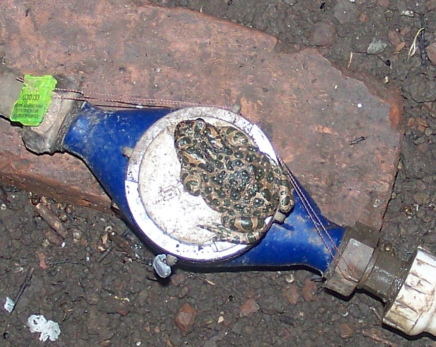 жаба на водомере