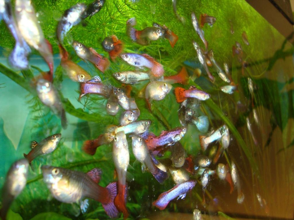 dsc08398.jpg