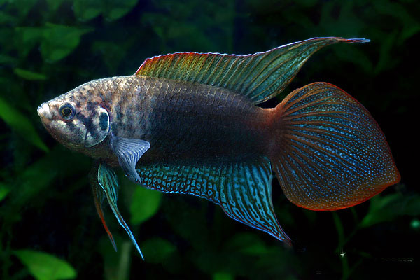 26-1.macropodus-ocellatus.jpg