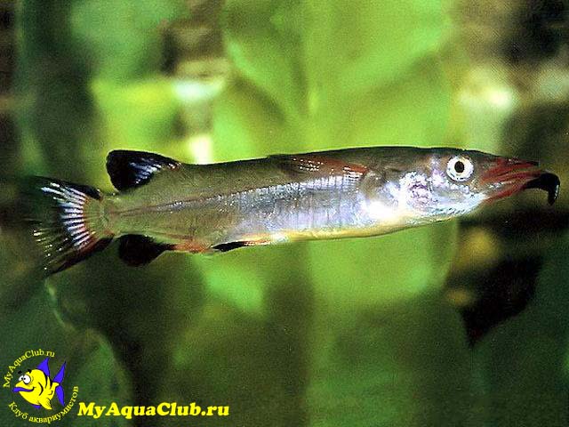 nomorhamphus_liemi_01.jpg
