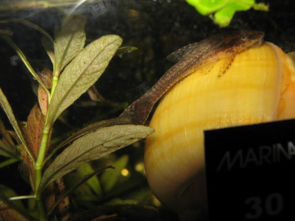 Otocinclus negros