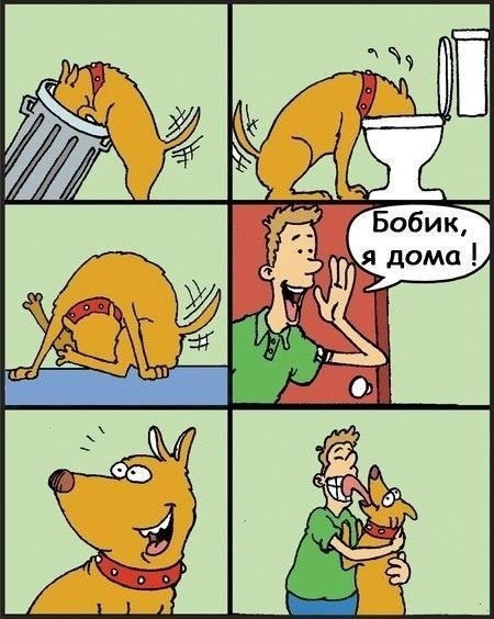 bobik.jpg