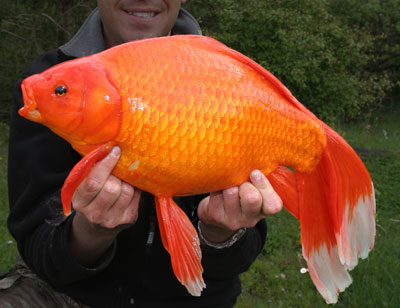 goldfish_.jpg