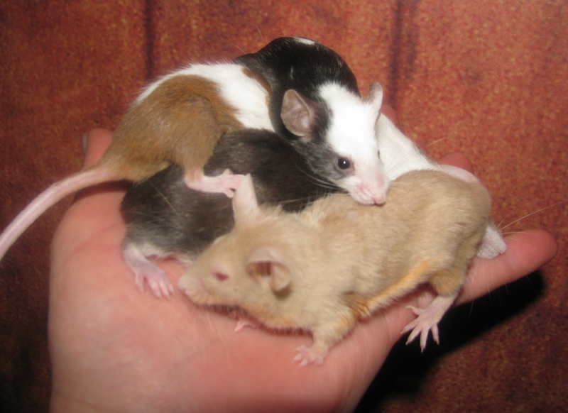 mice.jpg