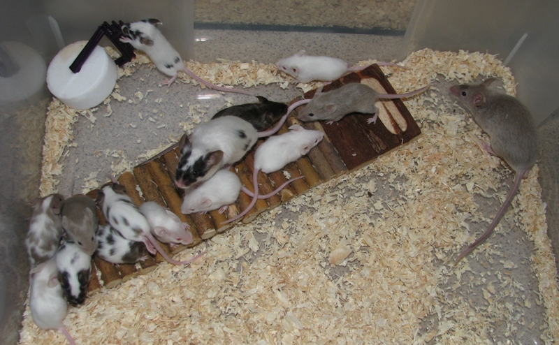 mice_1.jpg