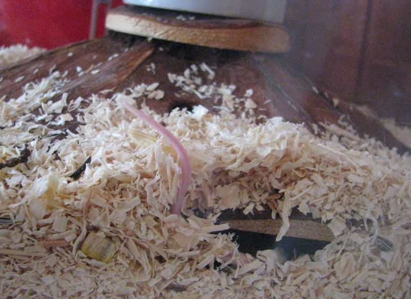 mice_2.jpg